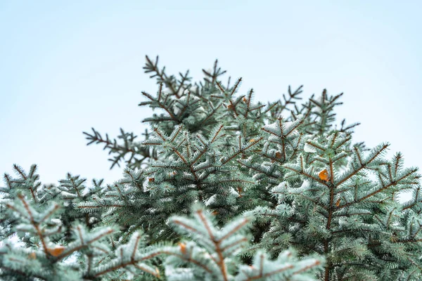 Vackra Grangrenar Med Snö — Stockfoto