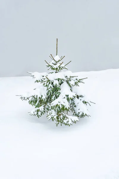 Vackra Grangrenar Med Snö — Stockfoto