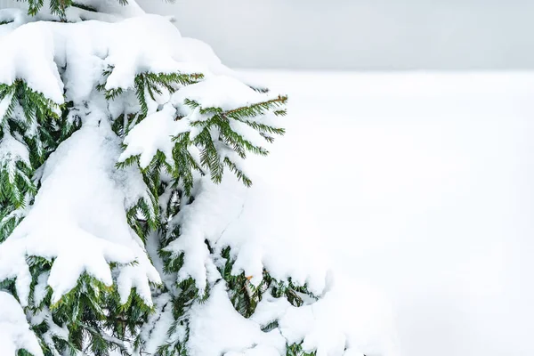 Vackra Grangrenar Med Snö — Stockfoto