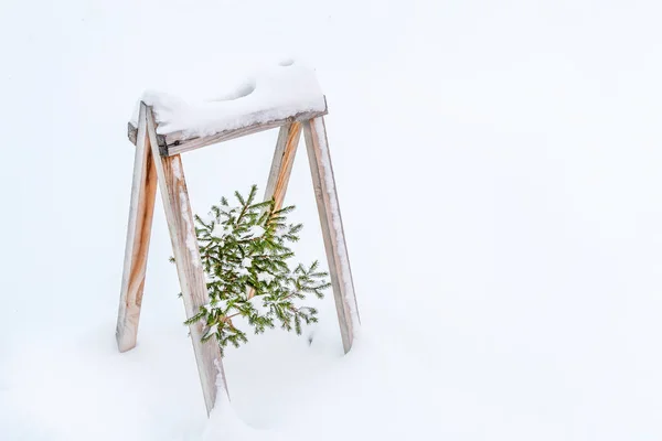 Vackra Grangrenar Med Snö — Stockfoto