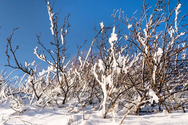 Buzla Kaplı Ağaç Dalları Ile Doğal Kış Arka Planı — Stok fotoğraf