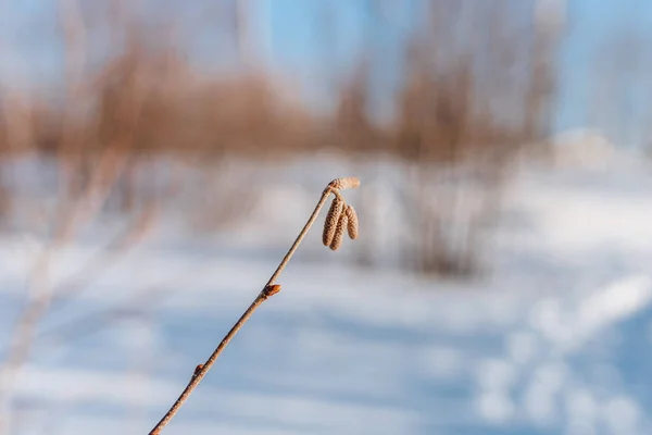 Minimalista Természetes Téli Háttér Egy Fagyasztott — Stock Fotó