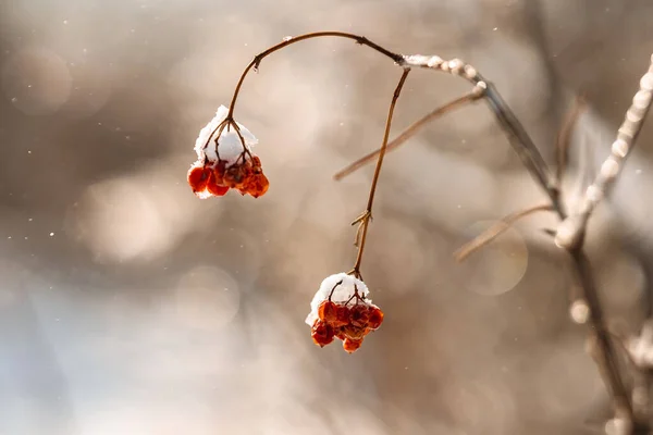 Red Berries Branch Covered Snow Ice Amazing Natural Winter Background — Stock Photo, Image