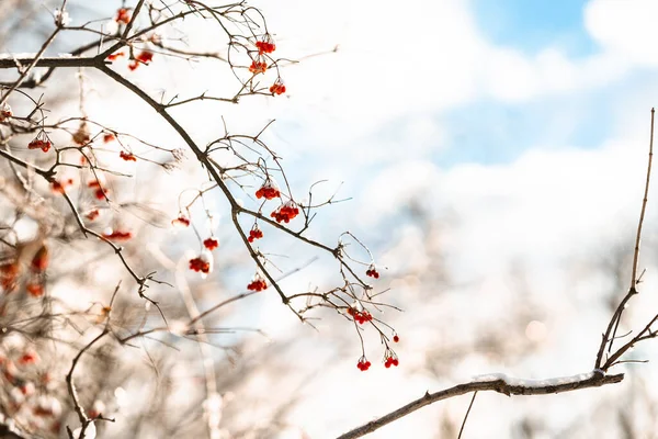 Red Berries Branch Covered Snow Ice Amazing Natural Winter Background — Stock Photo, Image