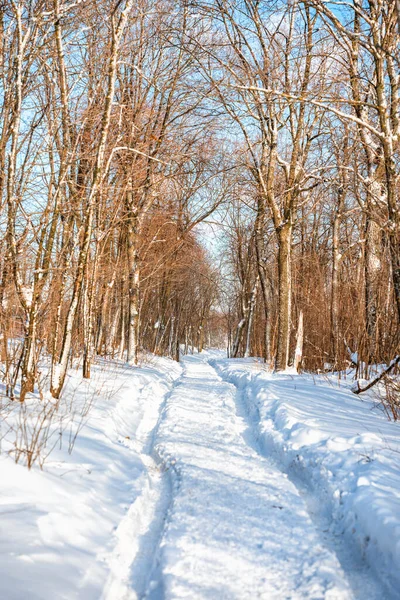 Vackert Vinterlandskap Med Stig Och Träd Snöig Skog — Stockfoto