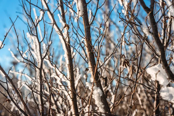 Naturlig Vinter Bakgrund Med Bara Träd Grenar Täckta Med — Stockfoto
