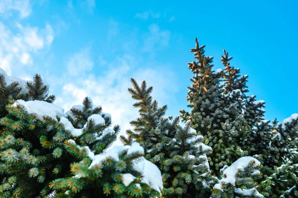 Vackra Snötäckta Granar Blå Himmel Bakgrund Solig Vinterdag — Stockfoto