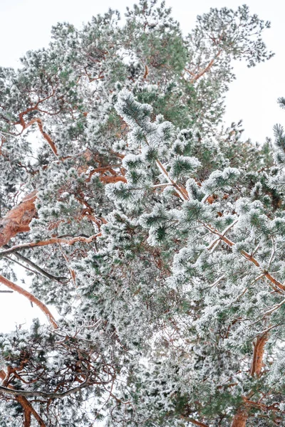 Beau Paysage Hivernal Pinède Avec Neige — Photo