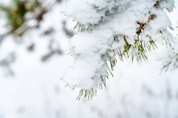 Gyönyörű Téli Háttér Sok Hófödte Ágak Erdőben Minta Természetes Háttér — Stock Fotó