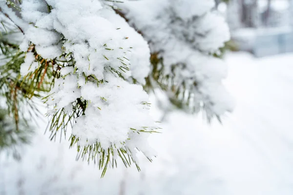 Ormanda Bir Sürü Karla Kaplı Dalları Olan Güzel Bir Kış — Stok fotoğraf