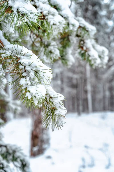 Vacker Vinter Bakgrund Med Massor Snötäckta Grenar Skogen Mönster Naturlig — Stockfoto