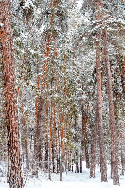 Beau Paysage Hivernal Pinède Avec Neige — Photo