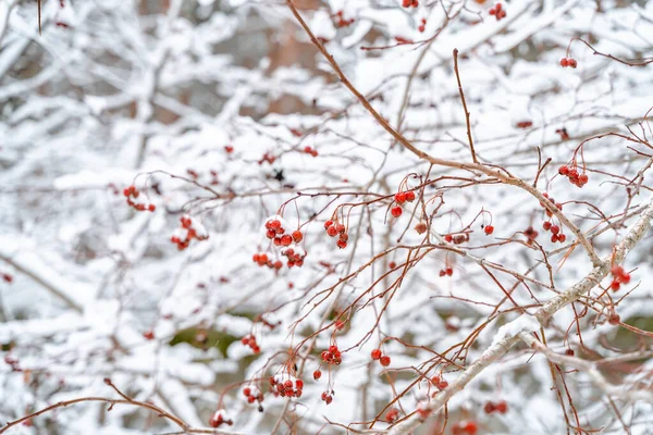 Winter Natürliche Hintergrund Mit Beeren Wald Mit Schnee — Stockfoto