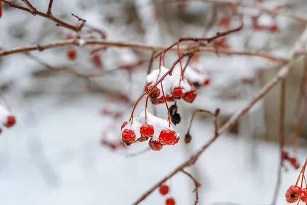 Vinter Naturlig Bakgrund Med Bär Skogen Med Snö — Stockfoto