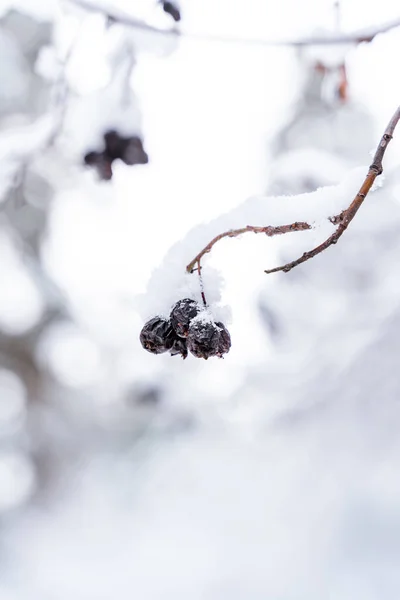 Vinter Naturlig Bakgrund Med Bär Skogen Med Snö — Stockfoto