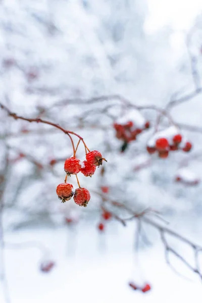 Winter Natural Background Berries Forest Snow — Stock Photo, Image