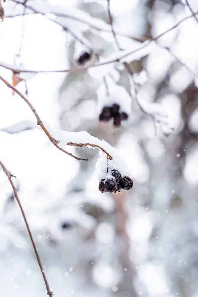 Tél Természetes Háttér Bogyók Erdőben — Stock Fotó