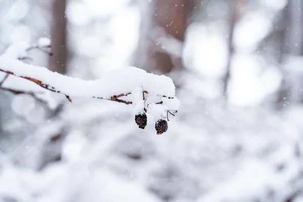 Ormanda Karlı Böğürtlenlerle Kışın Doğal Arka Planı — Stok fotoğraf