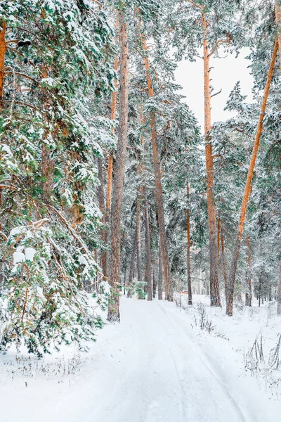 Vackert Vinterlandskap Tallskog Med Snö — Stockfoto