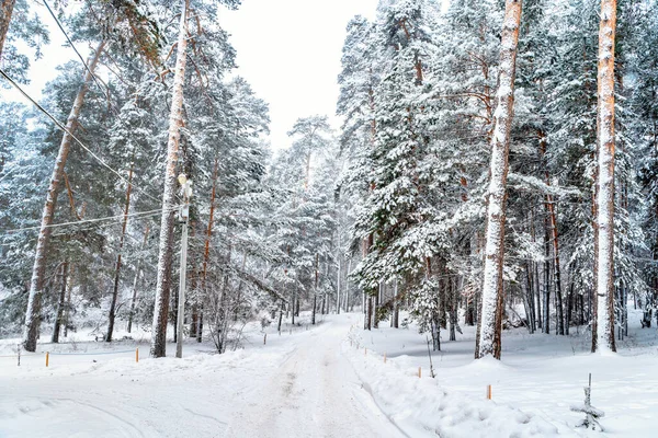 Beau Paysage Hivernal Pinède Avec Neige — Photo