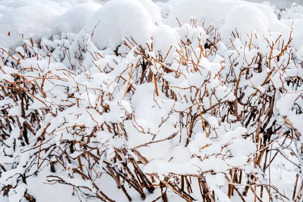 Vacker Vinter Bakgrund Med Massor Snötäckta Grenar Skogen Mönster Naturlig — Stockfoto