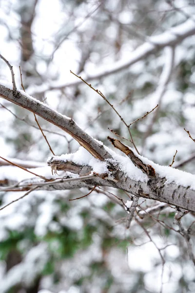 Gyönyörű Téli Háttér Sok Hófödte Ágak Erdőben Minta Természetes Háttér — Stock Fotó