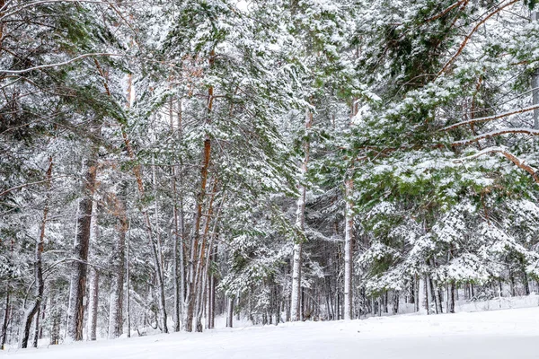 Vackert Vinterlandskap Tallskog Med Snö — Stockfoto