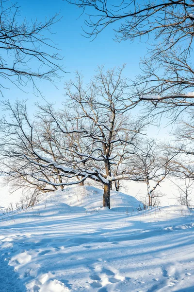 Ett Vinterunderland Med Vacker Snö Och Ett Ensamt Träd Ett — Stockfoto