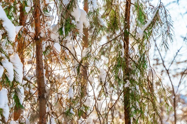 Соснові Дерева Вкриті Снігом Морозний Сонячний День Взимку Чудова Зимова — стокове фото