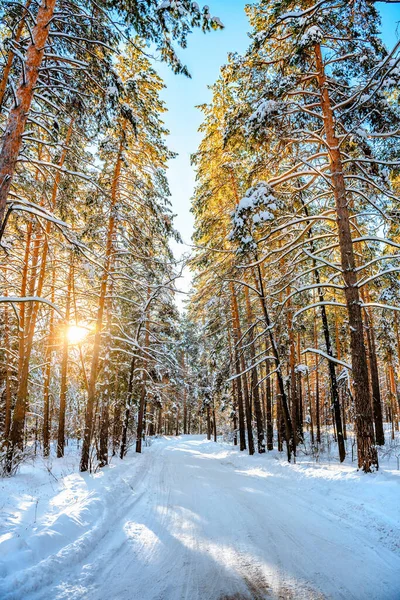 Tallar Täckta Med Snö Frostiga Soliga Dag Vintern Underbart Vinterpanorama — Stockfoto