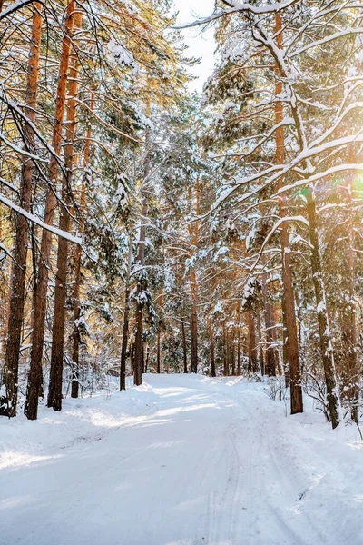 Tallar Täckta Med Snö Frostiga Soliga Dag Vintern Underbart Vinterpanorama — Stockfoto