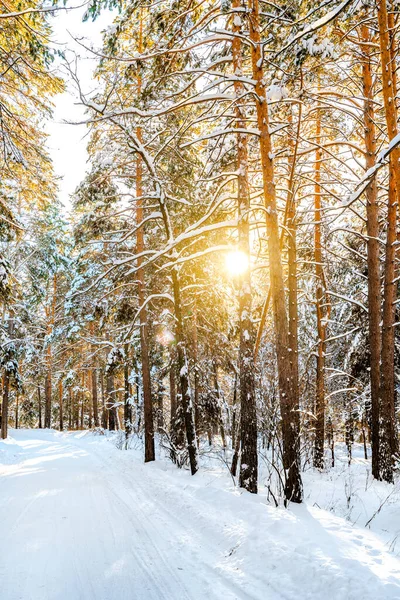 Tallar Täckta Med Snö Frostiga Soliga Dag Vintern Underbart Vinterpanorama — Stockfoto