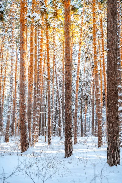 Tallar Täckta Med Snö Frostiga Soliga Dag Vintern Underbart Vinterpanorama — Stockfoto