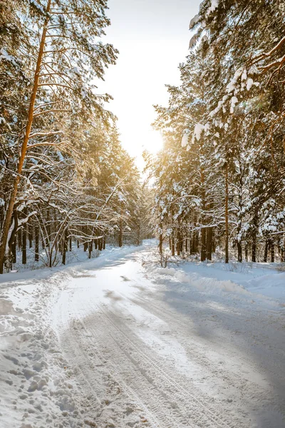 Tallar Täckta Med Snö Frostiga Soliga Dag Vintern Underbart Vinterpanorama — Stockfoto