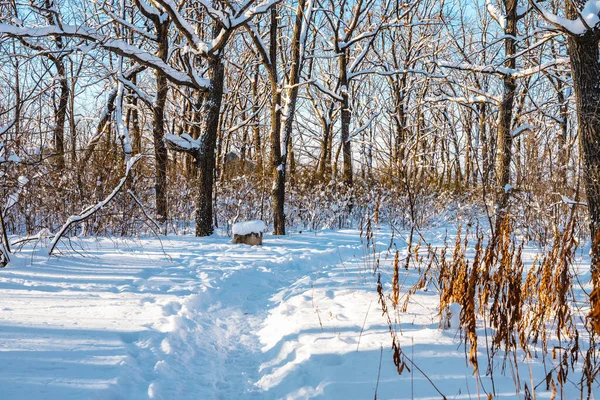 Πεύκα Καλυμμένα Χιόνι Την Ηλιόλουστη Μέρα Του Χειμώνα Υπέροχο Χειμερινό — Φωτογραφία Αρχείου
