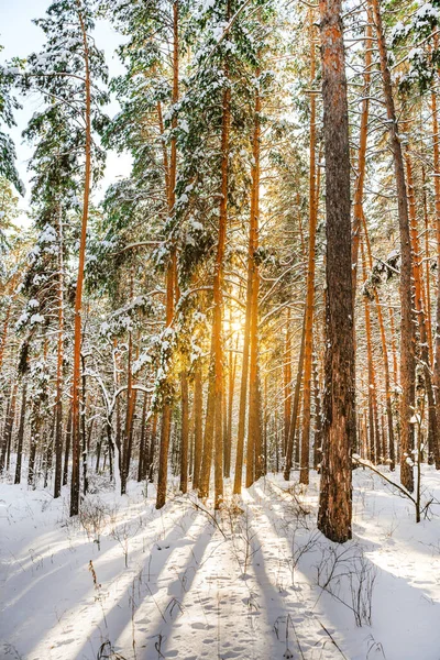 Delightful Landscape Pine Forest Winter Sun Rays Snow Trees — Stock Photo, Image