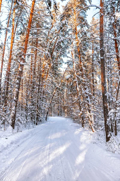 Floresta Pinheiros Inverno Com Neve Panorama Incrível Com Caminho Coberto — Fotografia de Stock