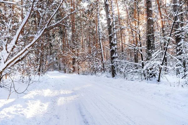 Floresta Pinheiros Inverno Com Neve Panorama Incrível Com Caminho Coberto — Fotografia de Stock