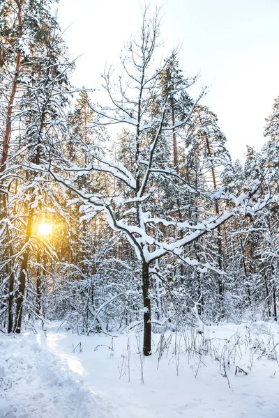 Vinter Tallskog Med Snö Fantastisk Utsikt Med Snötäckt Stig — Stockfoto