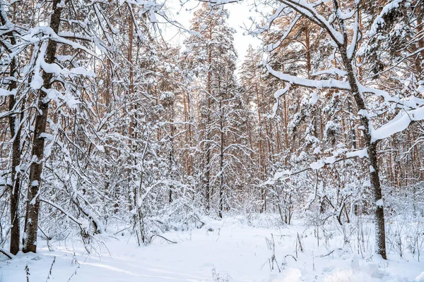 Vinter Tallskog Med Snö Fantastisk Utsikt Med Snötäckt Stig — Stockfoto