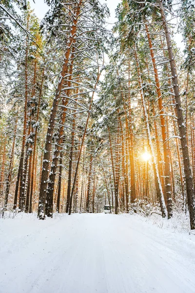 Ett Förtjusande Landskap Tallskog Vintern Solens Strålar Genom Snö Och — Stockfoto