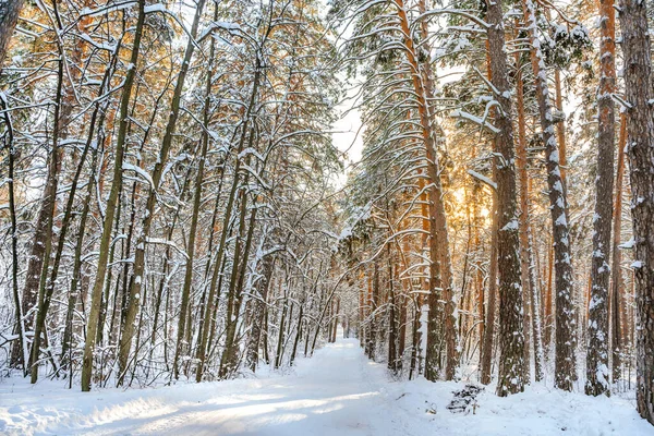 Vinter Tallskog Med Snö Fantastisk Utsikt Med Snötäckt Stig — Stockfoto