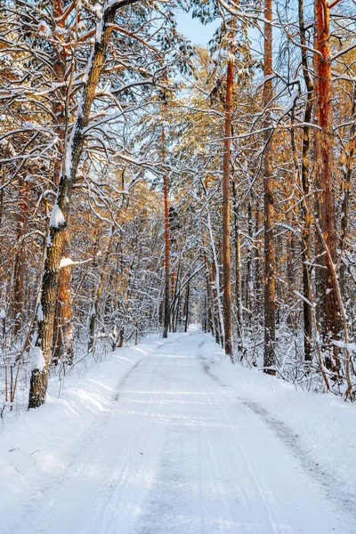 Floresta Pinheiros Inverno Com Neve Panorama Incrível Com Caminho Coberto — Fotografia de Stock