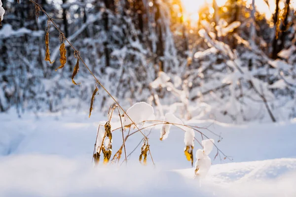 Snötäckt Gräs Vinterskog Mot Solen Närmare Uppgifter Snöskogen — Stockfoto