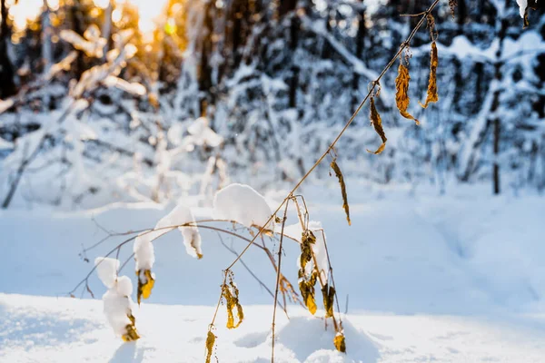 Snötäckt Gräs Vinterskog Mot Solen Närmare Uppgifter Snöskogen — Stockfoto