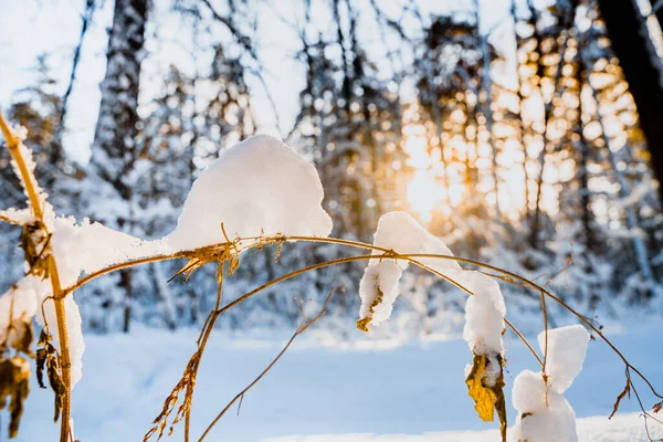 Snötäckt Gräs Vinterskog Mot Solen Närmare Uppgifter Snöskogen — Stockfoto