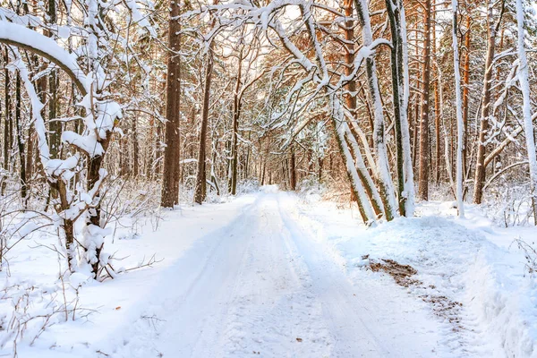 Vinter Tallskog Med Snö Fantastisk Utsikt Med Snötäckt Stig — Stockfoto