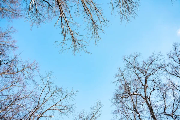 Вид Снизу Сосны Ели Покрытые Снегом Зимой Голубое Небо — стоковое фото