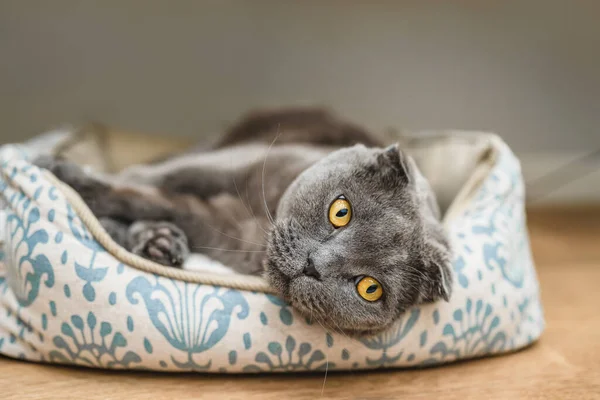 Grey Scottish Fold Eared Cat Lying Soft Couch — Stock Photo, Image