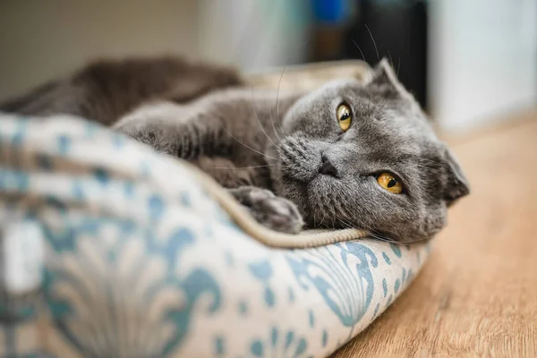 Сірий Шотландський Котячий Кіт Лежить Якому Дивані — стокове фото